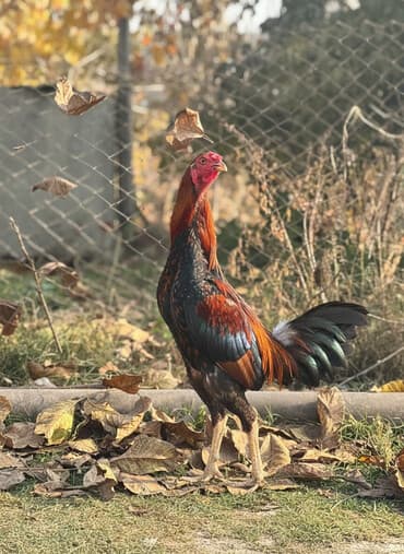 qu quşu və çöl qazı haqqında məlumat: 10 aylq super heyvandir qiymet sonudur qiymetle bagli narahat elemeyin — 1