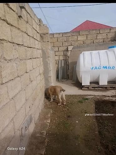 azerbaycan it adlari: 4 ay, Dişi — 5