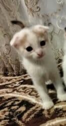 tap.az pişiklər: Şotland yastı qulaq, Ünvandan götürmə — 5