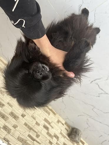 Пекинес — 5