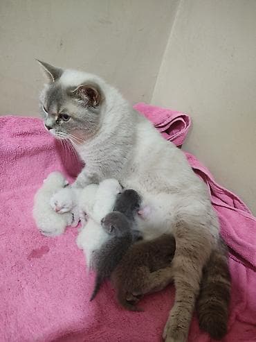 pişiy balası: Britan — 7