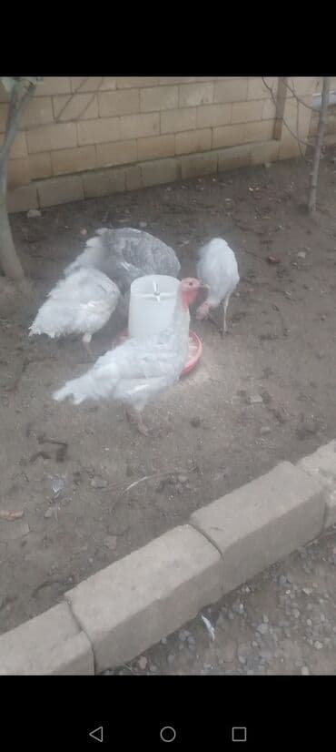 ağ pişik: Dişi, Kanada, Damazlıq, Ödənişli çatdırılma — 3