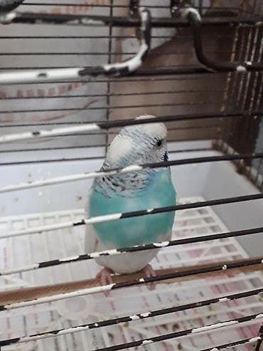 it davasi 2019: Hazır cüt — 5