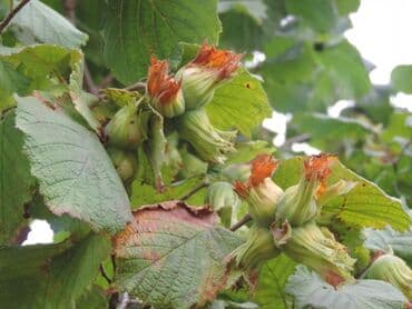 findiq ləpəsi: 🎁🌰Hörmətli alıcılar, Qəbələ ərazisindən yığılmış fındıqları — 2