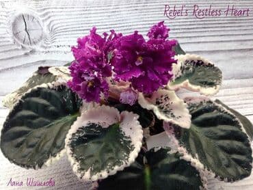 gül şəkilləri profil üçün: 5 — 28