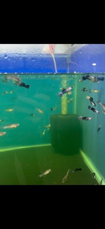 betta balıq: Quppi, Sülhsevər — 1