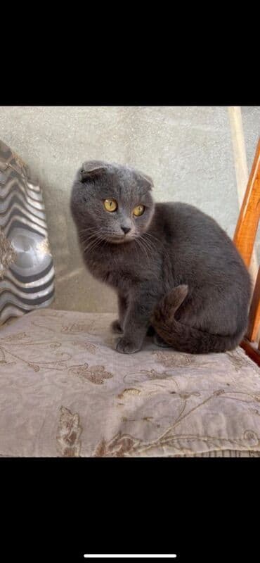 Volkswagen: Шотладская вислоухая, Самовывоз — 1