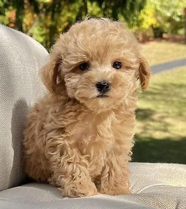 toy poodle qiymetleri: Pudel, 2 ay, Erkek, Sənədli, Ödənişli çatdırılma — 2