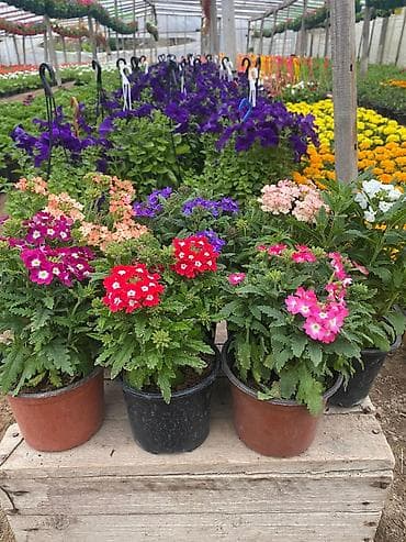 Rəngarəng dekorativ çiçəkli saksı bitkiləri - Növ: verbena (saksıda