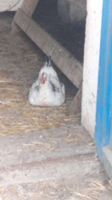 toyuğu: Toyuq, Damazlıq — 4