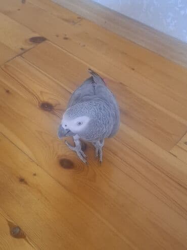 İtlər: Jako erkek damazlıq satılır. Tam sağlam quşdur. 3 yaşı var. qiymət — 8