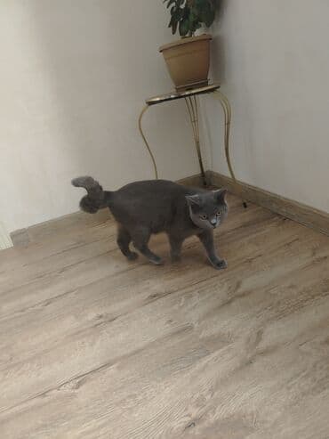 pişik cütləşdirmək: Şotland, Erkək, Cütləşmə üçün, Ünvandan götürmə — 4