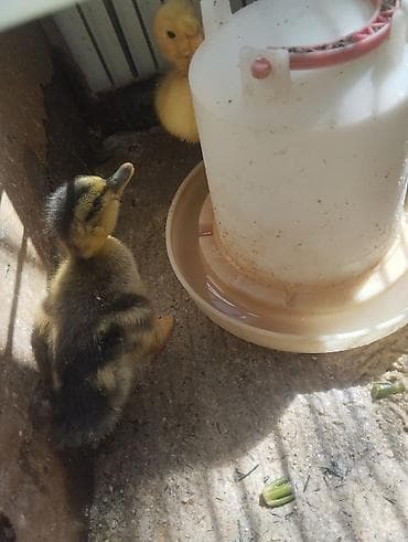 lal ördek balasi: Pekin qışqıran qarışıq ördək balaları.biri 2.50. hamsini goturene — 6