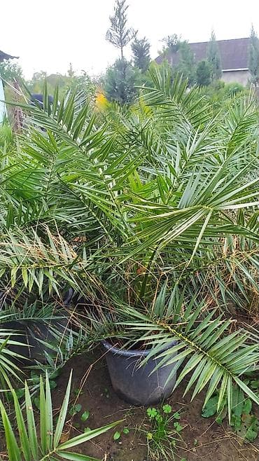 dibcek qablarin satisi: Finik palma agaclari hər qiymətə olani var sifariş üçün əlaqə saxlaya — 3