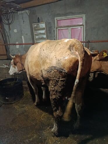 cins ineklerin satisi 2019: Dişi, Simental, il: 2, 500 kq, Ətlik, Ödənişli çatdırılma, Ünvandan götürmə — 1