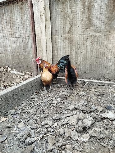 balonka it satilir: Toyuq, Damazlıq — 1