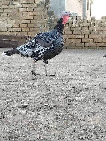 kənd cuceleri: Məhsul: Hind quşu (türki) Xüsusiyyətlər: - İri cüssəli, güclü skelet — 4