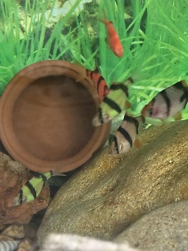 Gəmiricilər: Tanqanika baliklari hamsi birlikdə satlir 16 dənə Yekədirler — 6