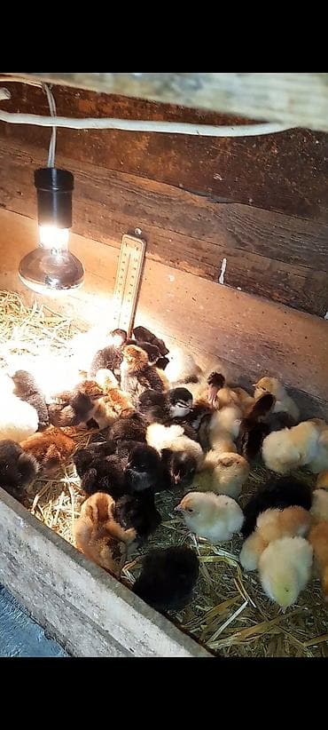 qus sesleri: Toyuq cücələri, Ətlik, Ünvandan götürmə — 3