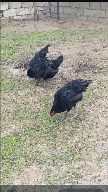 ari mumu satilir: Toyuq, Australorp, Damazlıq, Ödənişli çatdırılma — 9