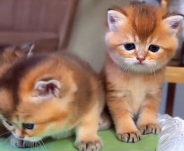 pişik oyuncaqları: Britan, Erkək, Yaxşı əllərə, Ünvandan götürmə — 1