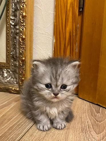 it pişik: Tabbi, Yaxşı əllərə — 5