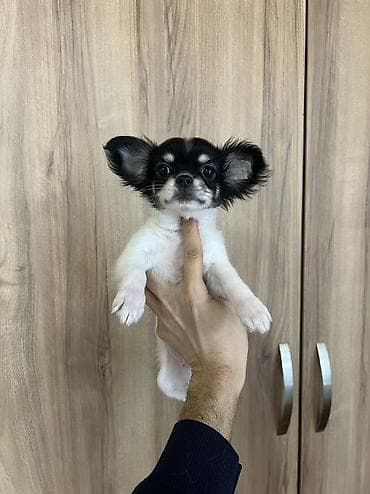 coban it adlari: Çixuahua, 3 ay, Erkek, Peyvəndli, Ödənişli çatdırılma — 5