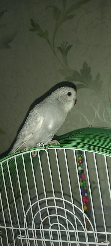 Digər heyvanlar: Məhsul: Dalmatian/xoruzquşu (bozoi və yaşıl tonlarda) dalğıc — 5