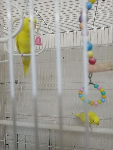 suda yaşayan heyvanlar: Məhsul: Dalmatin naxışlı, mavi-bənövşəyi tonlarda dalğalı papuqay — 5