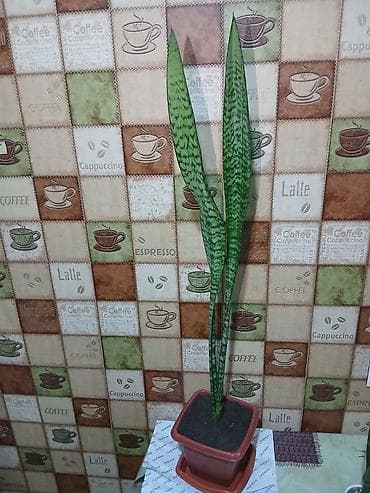 Саженцы деревьев: Qiymət 3 -10azn araliginda ölcüyə görə dəyisir — 7