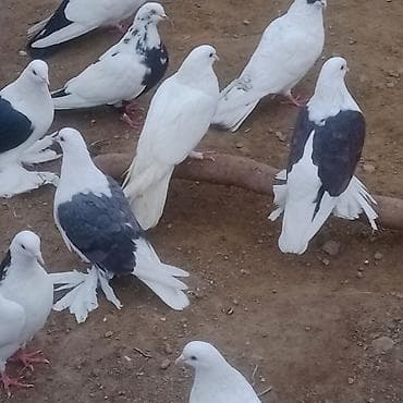 goyercin satişi baki: Qoşa çep uzun lelekliler 5 ededi 2bala 1 maya baladan qizma erkek — 7