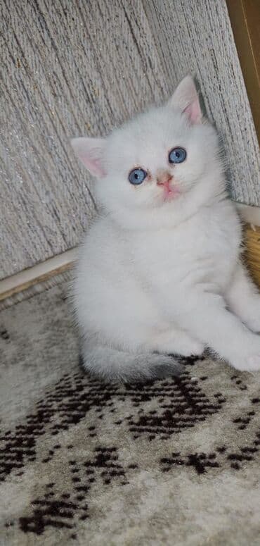 Собаки: Шотландская, Самец, Самка — 9