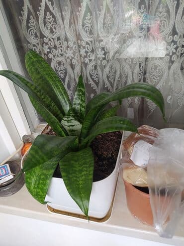 ağ kala: Sansevieria bitkisi, otaqlara təbii gözəllik və hava təmizləmə — 1