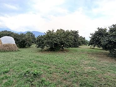baki ev satisi: 250 sot, Biznes üçün, Mülkiyyətçi, Bələdiyyə — 4