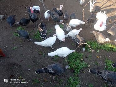 it yuvası satilir: Dişi-20manat, Erkək-17 manat(kilosu).Hind toyuqları – fərqli rənglərdə — 4