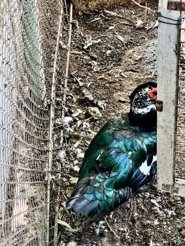 qarabağ atı qiyməti: 🦆 🦢 ördək və qaz satılır! ✅ tam sağlam, ev şəraitində bəslənmiş — 4