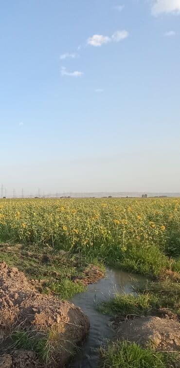 каталог обоев в баку: Geniş bir sahədə cərgə-cərgə əkilmiş, tam inkişaf etmiş günəbaxan — 3