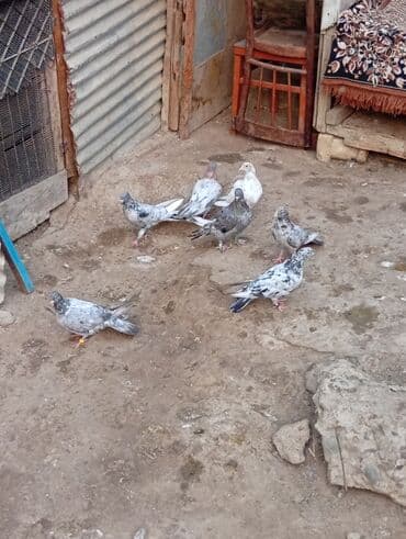 bugda qiymeti: 7 ədəd əbrəş təcili qiyməti hamısına ayitdi — 1