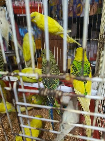 hamster satis: Valnisti papuqay alıram.Mən alıram Topdan satış kimdə Papuqay varsa — 5