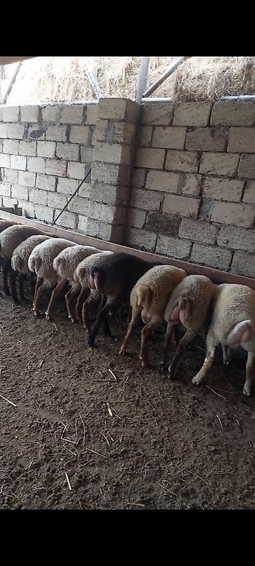 cuce satisi 2019: Hər çəkidə qurbanlıq quzularmız çıxdı satşa isdeyenler önceden sfariş — 3