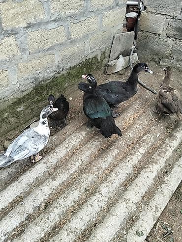 yerli ördək: Musk ördəkləri (indo-ördəklər) – bir neçə rəngdə və ölçüdə heyvanlar — 1