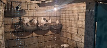 geref qusu rus dilinde: Salam olsun her bir kese bele bir göyercin var 13 ededdir hamsıda — 7