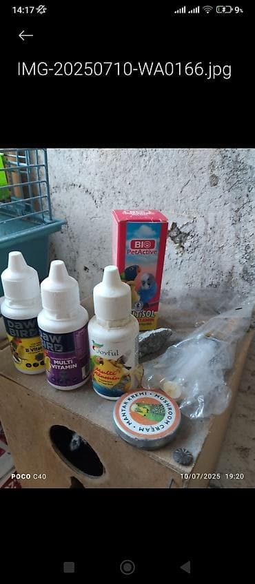 Голуби: Nömrəli tutuquşu – nimfa (cockatiel) cinsi - Rəng: sarı-ağ tonlarda — 3