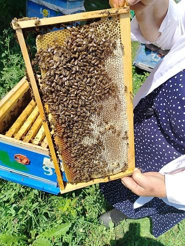 kənd təsərrüfatı heyvanları: Arıçılıq təsərrüfatı – pətəklər və arı ailələri • Məhsul: Tam işlək — 2