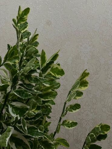 difenbahya bitkisi haqqında: Pedilantus Şəkildəkindən daha böyükdür, şəkildə balaca görünür — 1