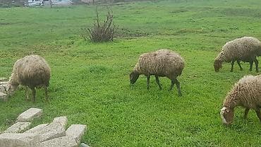 guzu: Məhsul: Qoyunlar və quzular Təsvir: - Təsərrüfatda saxlanılan ana — 2