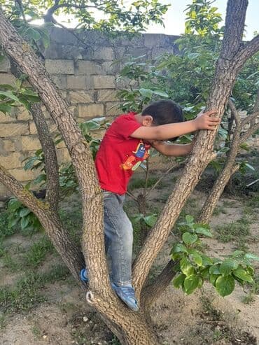 ağ gilas mürəbbəsi: Məhsul: Gül kolları (qırmızı və krem-sarı rəngli qızılgüllər) Təsvir — 3