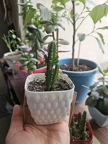 agac sekilleri: Sukulent və kaktus kolleksiyası – kiçik saksılarda Tərkib: - Crassula — 5