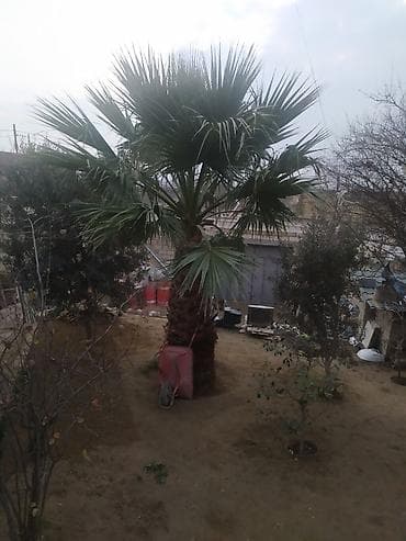 Çöl bitkiləri: Palma ağacı Vaşinqton sortudur. Hündürlüyü 5 m, eni 3 m olar — 2