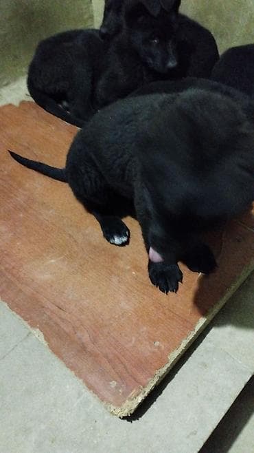 azerbaycanda it adlari: Восточные Авчарки три месяца отроду — 3